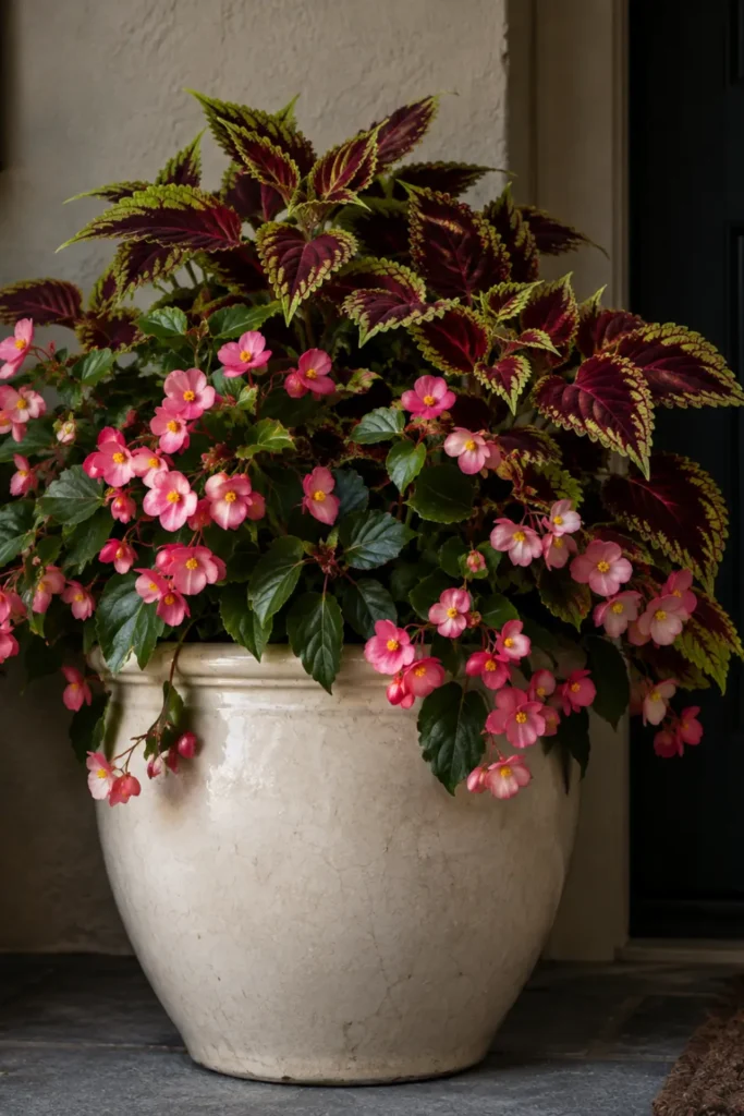 Cream planter with pink begonias and burgundy coleus leaves for a shaded front porch entry